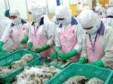 Thị trường EU dẫn đầu về nhập khẩu tôm Việt Nam