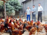 Thu nhập cao từ nuôi gà đồi bán Tết tại Thái Nguyên