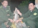 Bắc Giang: Bắt xe khách vận chuyển 9 cá thể động vật rừng trên ôtô khách