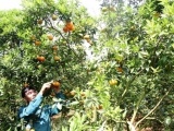 Thu hơn tỷ đồng/năm nhờ trồng cam đường canh trên đất đỏ bazan