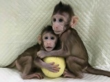 Các nhà khoa học Trung Quốc lần đầu tiên nhân bản thành công khỉ