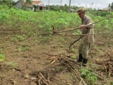 Người trồng sắn tại Phú Yên có nguy cơ thiệt hại kép