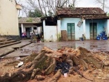 Quảng Nam: Đốn hạ cây trong trường học, một phụ nữ tử vong
