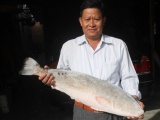 Khánh Hòa: Câu được cá sủ vàng 'khủng', trả tiền tỉ chưa bán