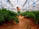 Lâm Đồng: Thu nhập cao nhờ mô hình trồng cải xoăn Kale