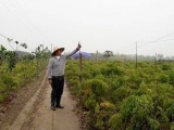 Nam Định: Lãi 300 triệu/năm nhờ trồng 12.000 gốc đinh lăng