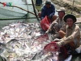 Nông dân ĐBSCL phấn khởi vì giá cá tra tăng cao