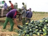 Đắk Lắk: Người trồng dưa hấu phấn khởi vì được giá