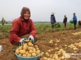 Nghệ An: Trồng khoai tây Marabel, nông dân Nghi Lộc thu lãi cao
