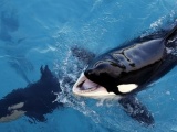 Kinh ngạc cá voi sát thủ phát âm tiếng Anh như người
