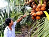 Tiền Giang: Nông dân thu nhập khá từ trồng dừa Mã Lai