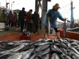 Nghệ An: Ngư dân Hoàng Mai trúng đậm cá thu