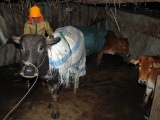 Yên Bái: Rét đậm kéo dài, nhiều trâu bò chết hàng loạt
