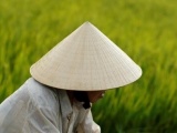 Người Nhật đổ xô trồng gạo Japonica trên đất Việt Nam