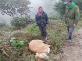 Giá rét khiến trâu bò chết hàng loạt tại miền núi Nghệ An
