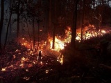 Quảng Ninh: Cháy dữ dội tại hai cánh rừng ở TP.Hạ Long