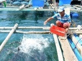 Nuôi cá lồng bè ở đảo Nam Du giúp nông dân thu nhập cao