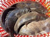 Quảng Ngãi: Nuôi cá mú giá 300.000 đ/kg, ngư dân thu nhập gần 100 triệu