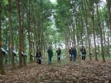 Tỉnh Lai Châu: 10 năm nỗ lực phủ xanh rừng cao su