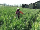 Lâm Đồng: Làng hoa lay ơn lớn nhất nước trúng đậm vào vụ Tết