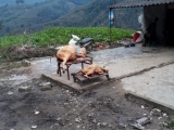 Lào Cai: Giá rét kéo dài, chỉ trong vòng một ngày có 77 con gia súc chết