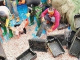 Hà Tĩnh: Nhiều ngư dân trúng đậm cá biển ngày giáp Tết