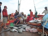 Ngư dân Lý Sơn trúng mùa cá cuối năm