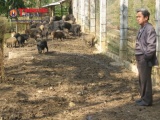 Người nông dân trở thành triệu phú từ nuôi lợn rừng