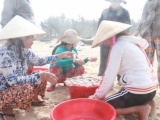 Ngư dân Thừa Thiên - Huế trúng vụ cá khoai đầu năm
