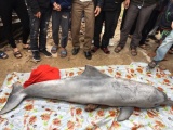 Xác cá heo trắng dài gần 2 m dạt vào bờ biển Nghệ An