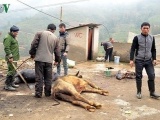 Hơn 600 con gia súc ở Yên Bái bị chết do rét đậm, rét hại