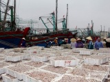 Nghệ An: Ngư dân trúng đậm cá trỏng sau Tết
