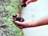Nghệ An: Bắt hàng tấn ốc bươu vàng phá hoại lúa xuân trên diện rộng