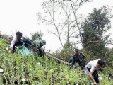 Điện Biên: Phá bỏ trên 0,1ha cây thuốc phiện trồng trái phép