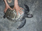 Quảng Bình: Trả ngư dân 1 triệu giải cứu rùa biển quý hiếm