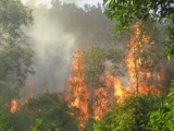 Yên Bái: Cháy rừng trồng phòng hộ tại Trạm Tấu