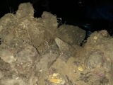 Đào được củ khoai vạc “khủng” nặng gần 110 kg