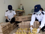 Nghệ An: Bắt giữ xe khách chở gần 1.400 con gia cầm không rõ nguồn gốc