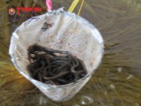 Vĩnh Long: Chàng trai trẻ trở thành tỷ phú từ nuôi lươn giống