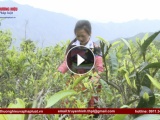 Shanam - Thương hiệu trà cổ thụ hàng đầu Việt Nam