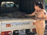 Thanh Hóa: Tạm giữ xe ôtô vận chuyển một tấn bì lợn bốc mùi hôi thối