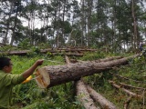 Lâm Đồng: Phát hiện rừng thông 30 năm tuổi bị triệt hạ