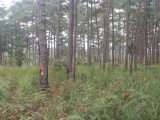 Điều tra vụ đầu độc khu rừng thông ba lá tại Lâm Đồng