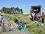 Nhiều tiềm năng lợi thế để phát triển nuôi cá tra ở Tây Ninh