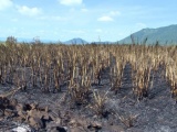 Phú Yên: Hàng trăm ha mía bị cháy rụi, nông dân thiệt hại nặng