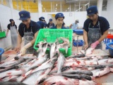 Cá tra và basa Việt Nam được Hoa Kỳ giảm thuế chống bán phá giá