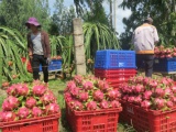 Giá thanh long Bình Thuận tăng mạnh dịp Trung thu