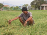 Ninh Thuận: Hành tím rớt giá, nông dân 'đứng ngồi không yên'