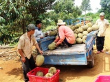 Lâm Đồng: Sầu riêng Đạ Huoai mang về nguồn thu hơn 700 tỷ đồng