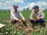 Phú Yên: Doanh nghiệp thu mua “mất tích”, hàng trăm tấn khoai lang Nhật bỏ thối ngoài đồng